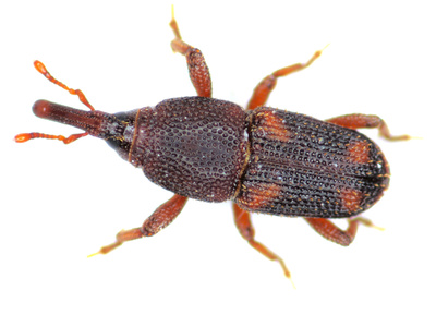 Stored product Insects