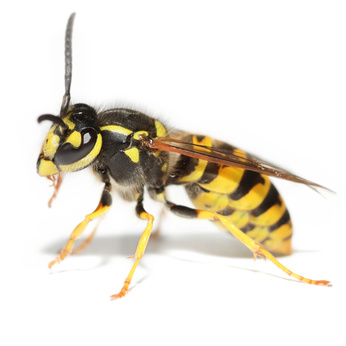 Wasps